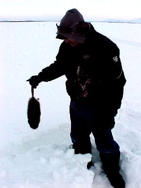Danny cleaning the fur of a Muskrat