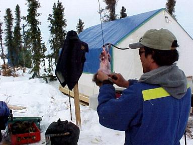Danny skinning a Muskrat