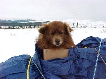 Jack gets to ride in a cardboard box in the toboggan!