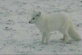 Arctic Fox