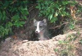 Arctic Fox Pup Emerging from Summer Den