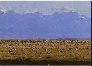 Porcupine Caribou Calving Grounds