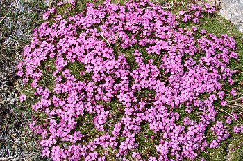 beautiful patch of flowers.