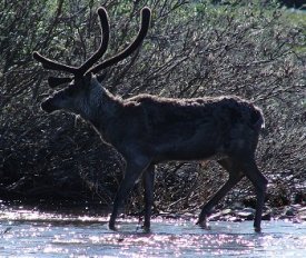 A Caribou crossing a little stream.