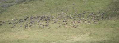 A herd of about two hundred Caribou.
