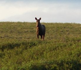 A Moose.