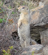 A Gopher coming out of its den.