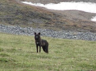 A curious Wolf.