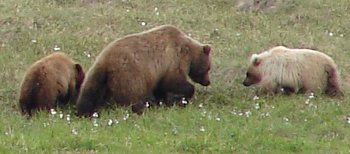 A Grizzly and her two cubs.