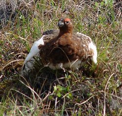 A Willow Ptarmigan, looks like it`s about to fly.