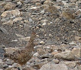 A rock ptarmigan with her two little chicks.