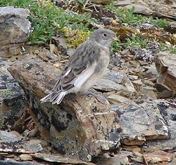 A immature snow bunting sitting on a rock.