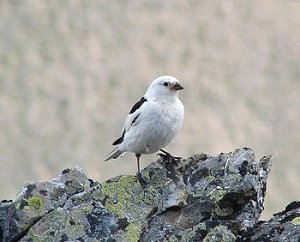 A mature snow bunting standing on a rock.