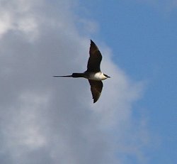 A Long-tailed Jaeger soaring high above.