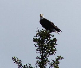 An Bald Eagle standing on top of a tree.