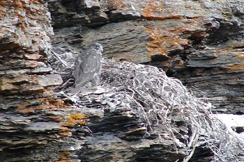A juvenile Gyrfalcon near it`s nest.