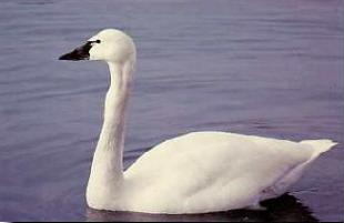 Tundra Swan