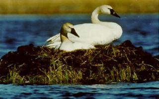 Nesting Tundra Swans